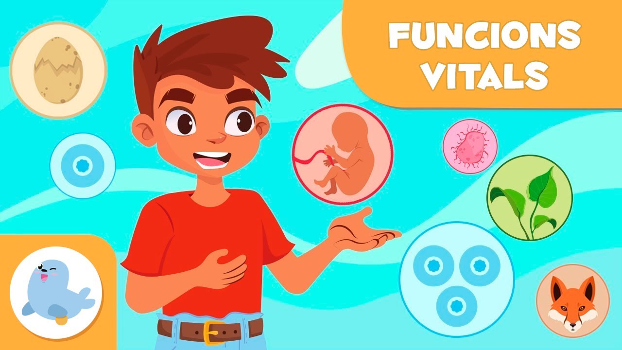 Les FUNCIONS VITALS dels ÉSSERS VIUS - Relació, nutrició i reproducció - Ciències per a nens