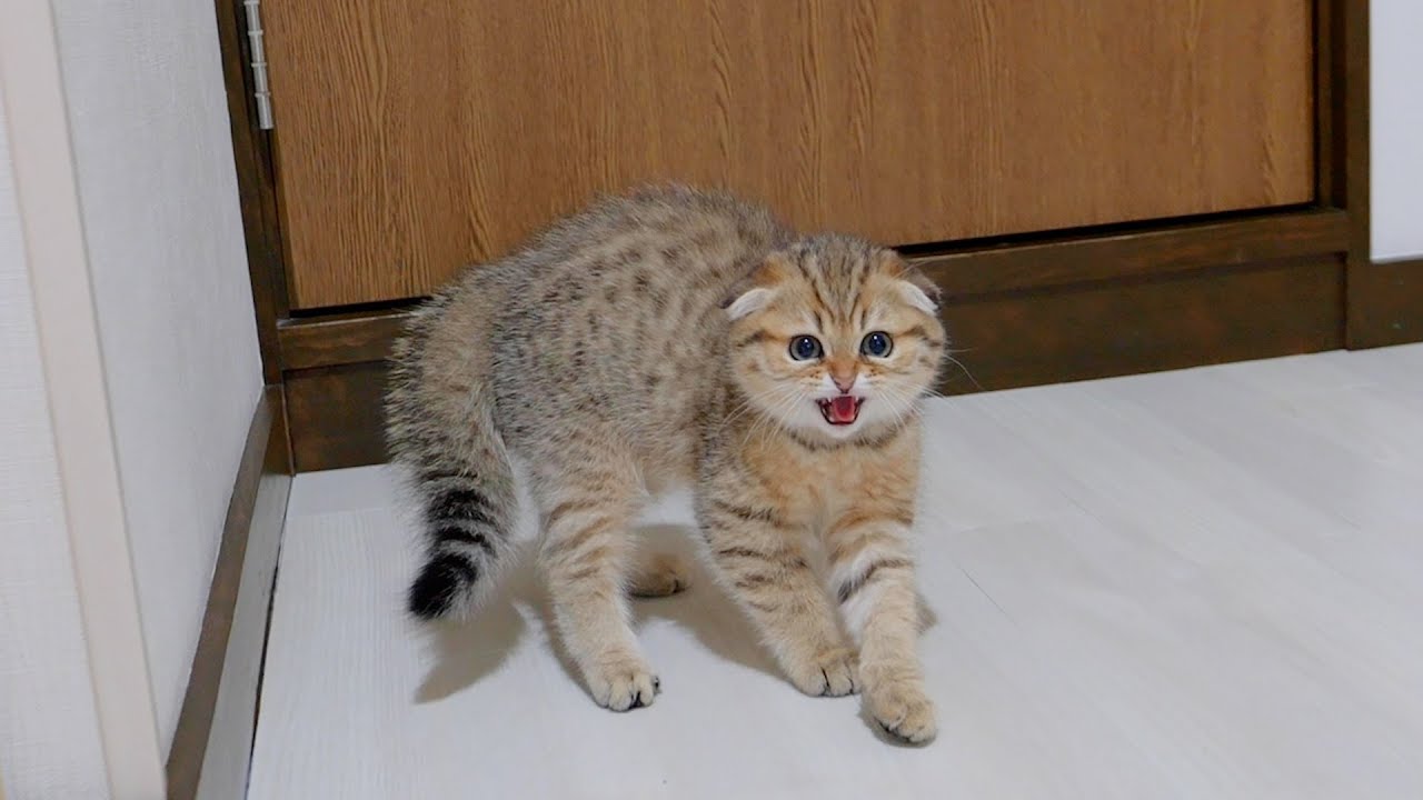 Вот котенок, который угрожает силой, которую вы никогда раньше не видели!