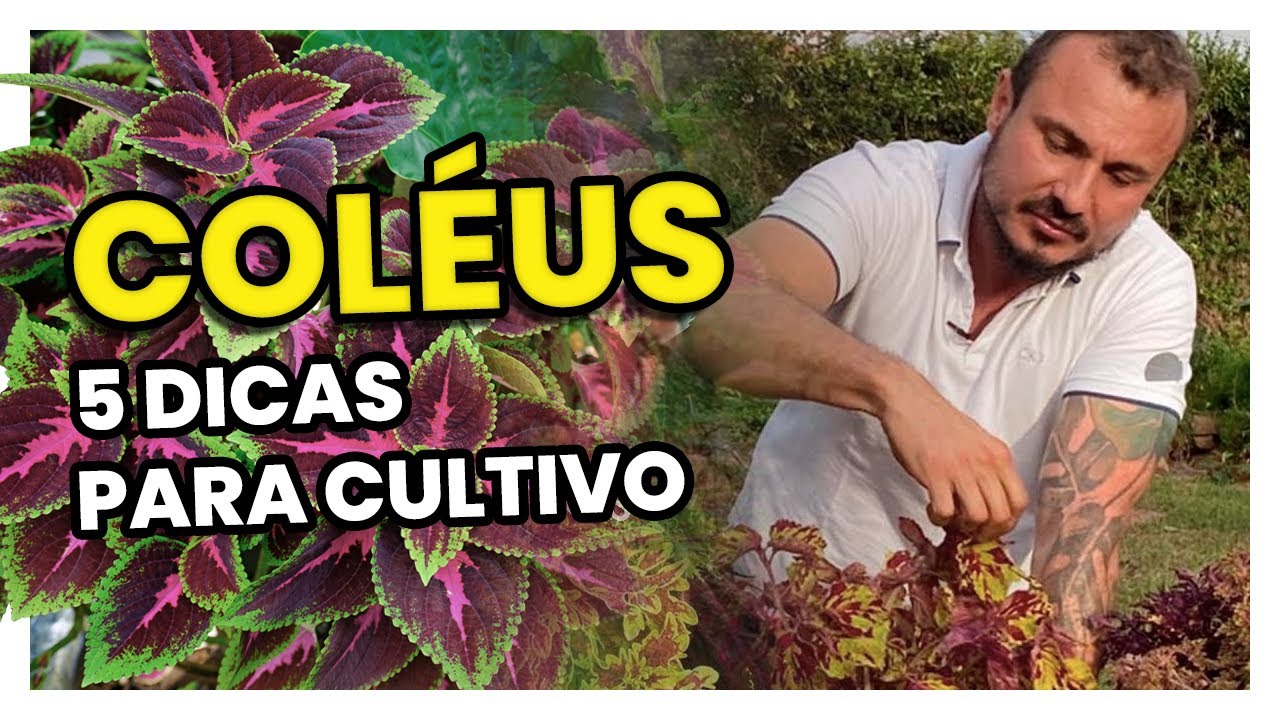 COLÉUS (Coração Magoado): 5 Dicas para o CULTIVO