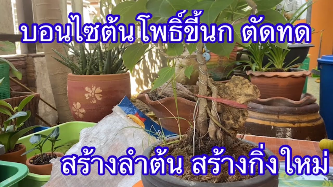 บอนไซโพธิ์ขี้นก ตัดกิ่งสร้างลำต้น จัดราก แยกต้นเล็กออก