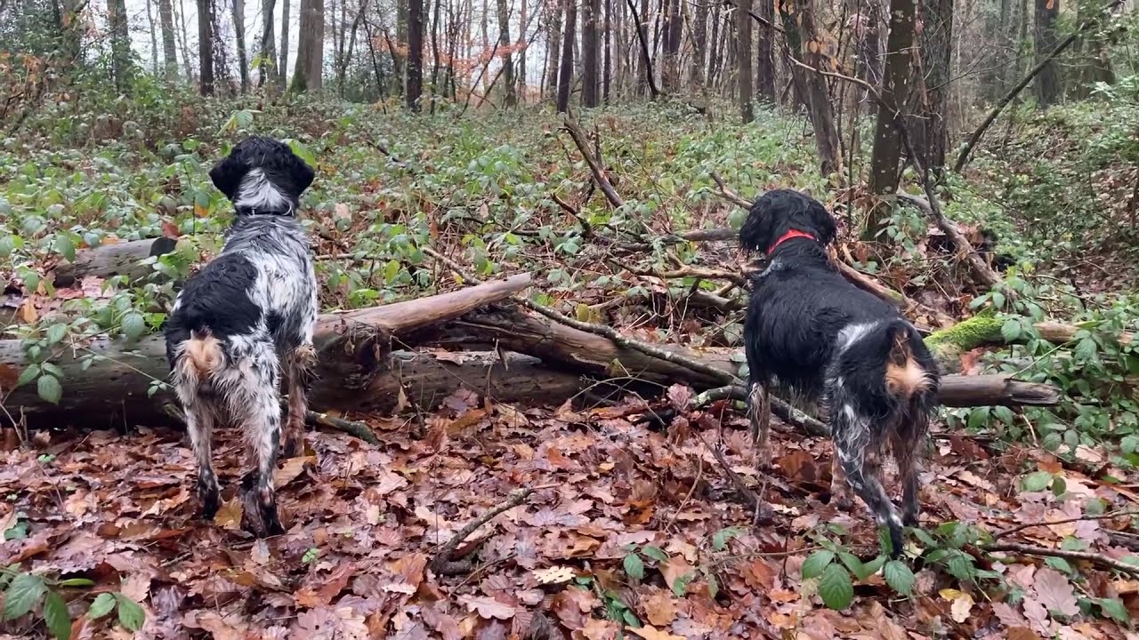 Ce matin petite sortie avec Fédo, Looping et Honey