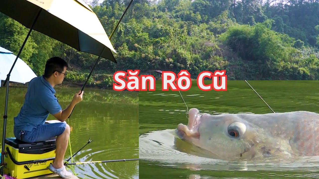 Săn Rô Phi Cũ Hồ Dịch Vụ - Pha mồi Câu Rô Phi - Ngọc Biển Fishing