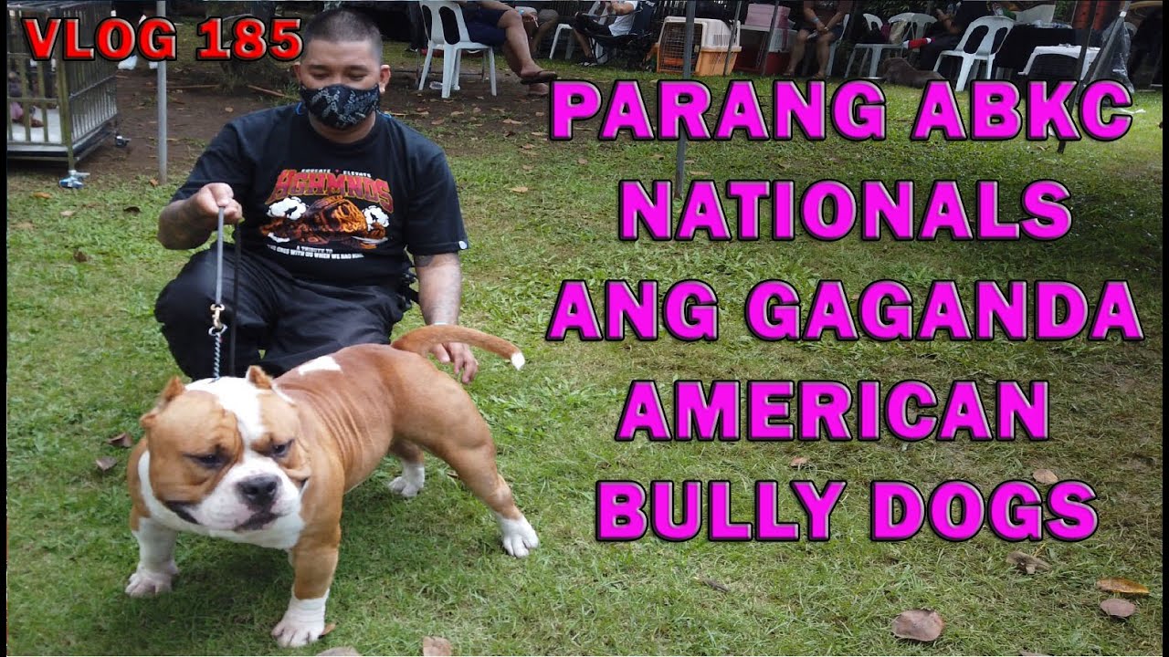 AMERICAN BULLY DOG SHOW BREAKING THE CHAINS OF PANDEMIC IBBC | DON RAIDER VLOG 185