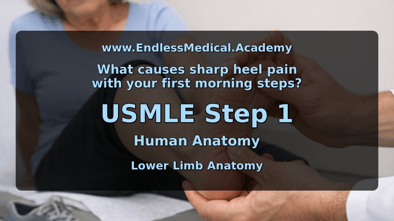 Lower Limb Anatomy, Human Anatomy, USMLE Step 1 - Full Vignette with Extended Explanations