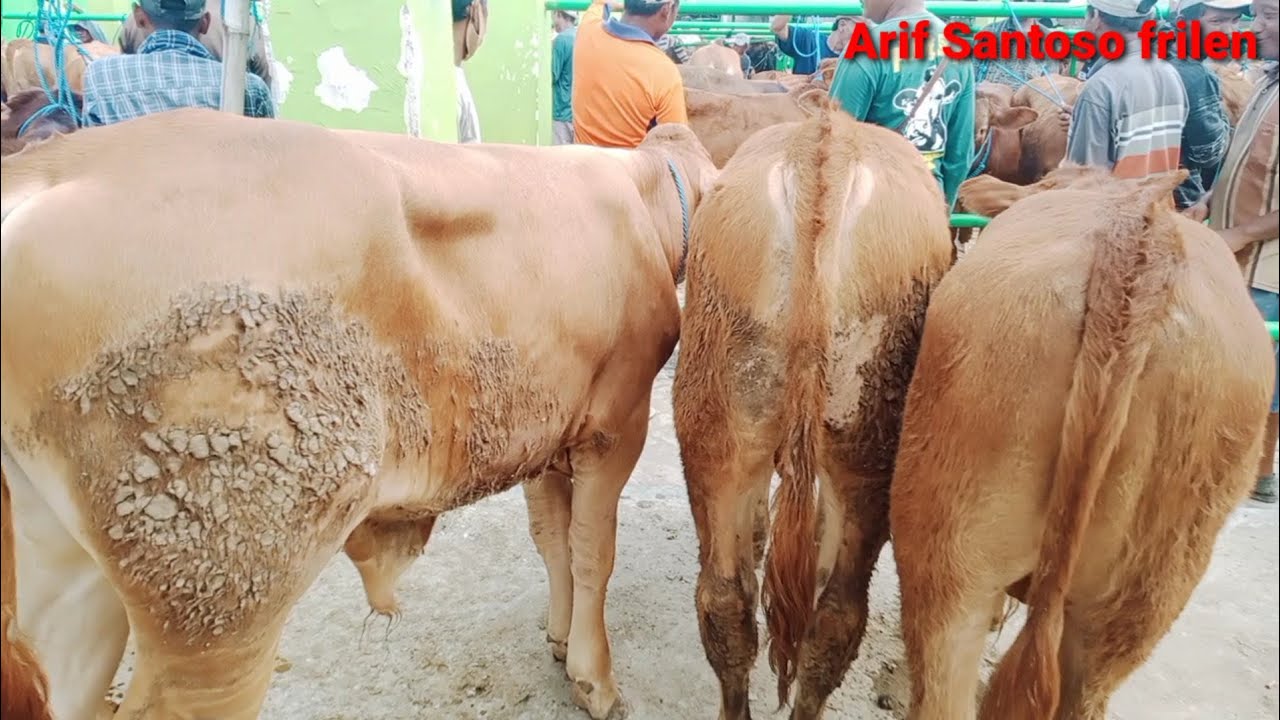 pasare oleng !! 10 juta dapat pedetan jantan super semok!! harga terbaru pasar Bojonegoro