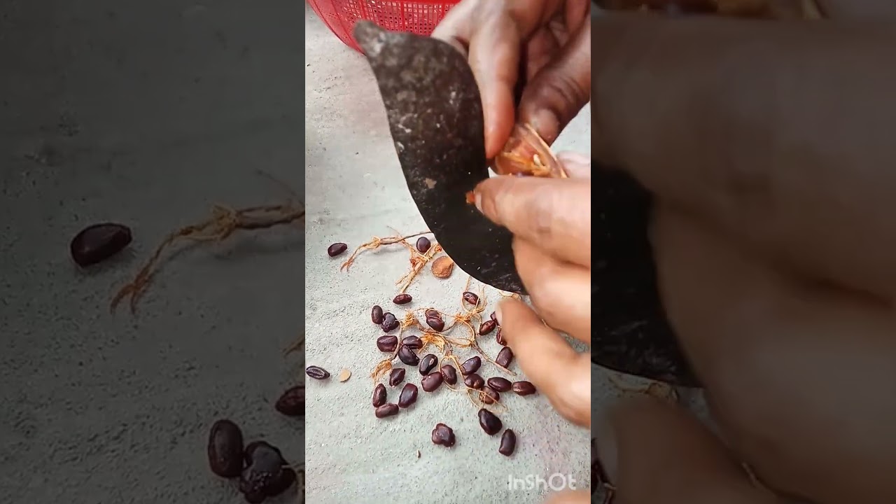 Tamarind cutting and stored process 😊