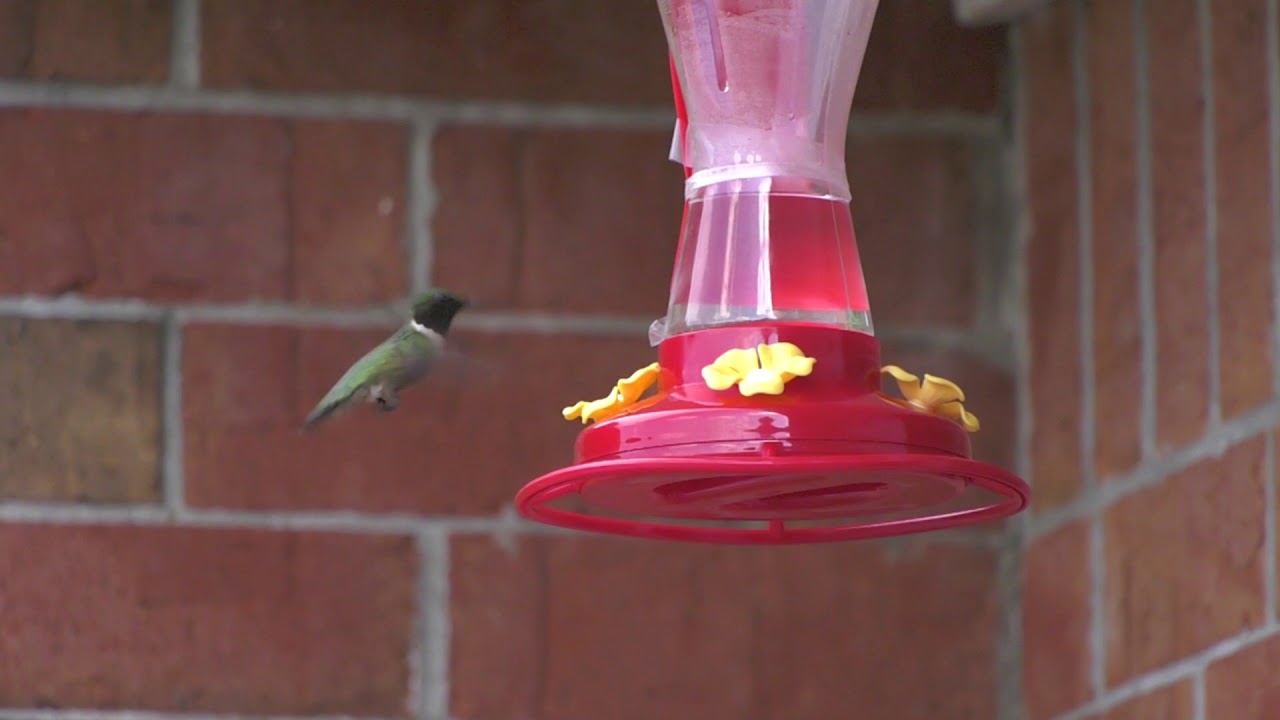 Humming Bird in Slow Motion