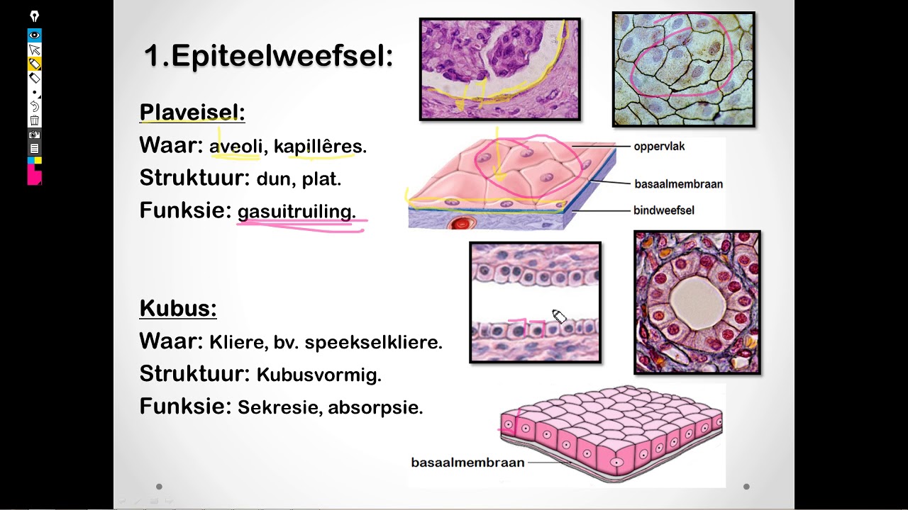 Lewenswetenskappe GR10 Diereweefsels Les1