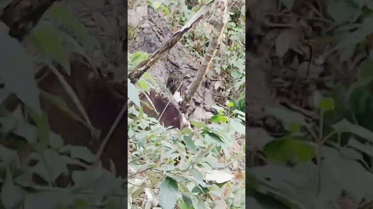 हिरन ####और,####:::🦌🦌🦌🦌 उसके बच्चे
