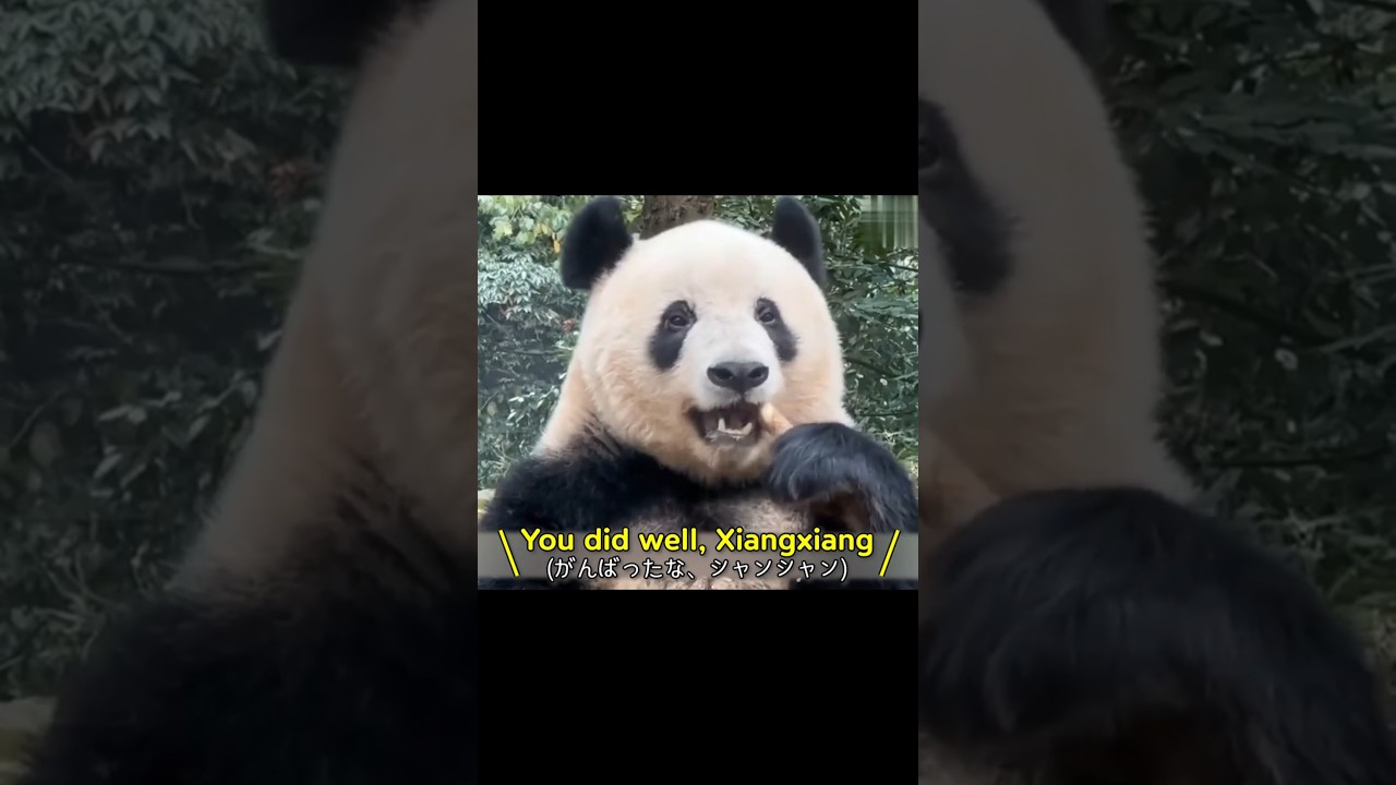 Panda's incredible reaction to hearing Japanese #panda #englishsubtitles