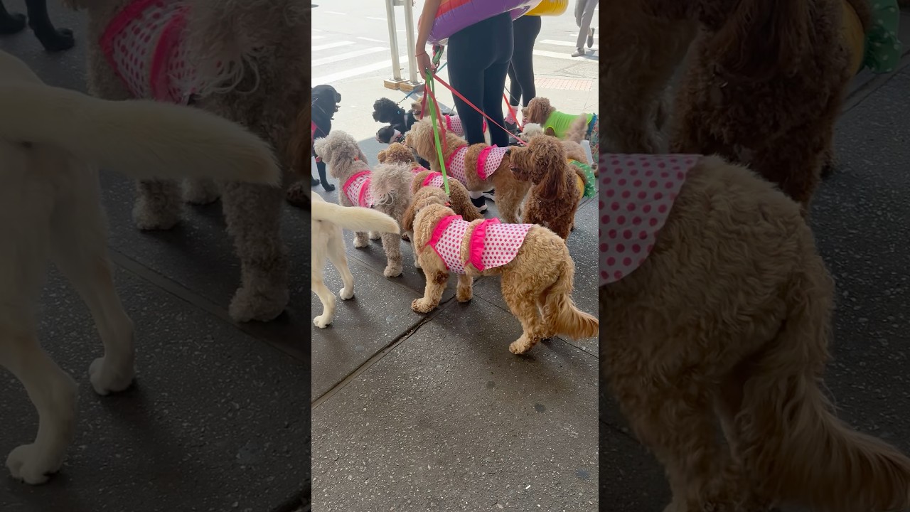 A CUTE PACK OF POOCHES IN NYC 