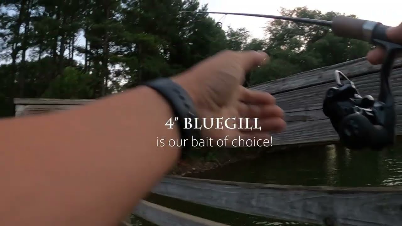 Finally REDEEMED myself on Lake Rhodhiss! BIG FISH!