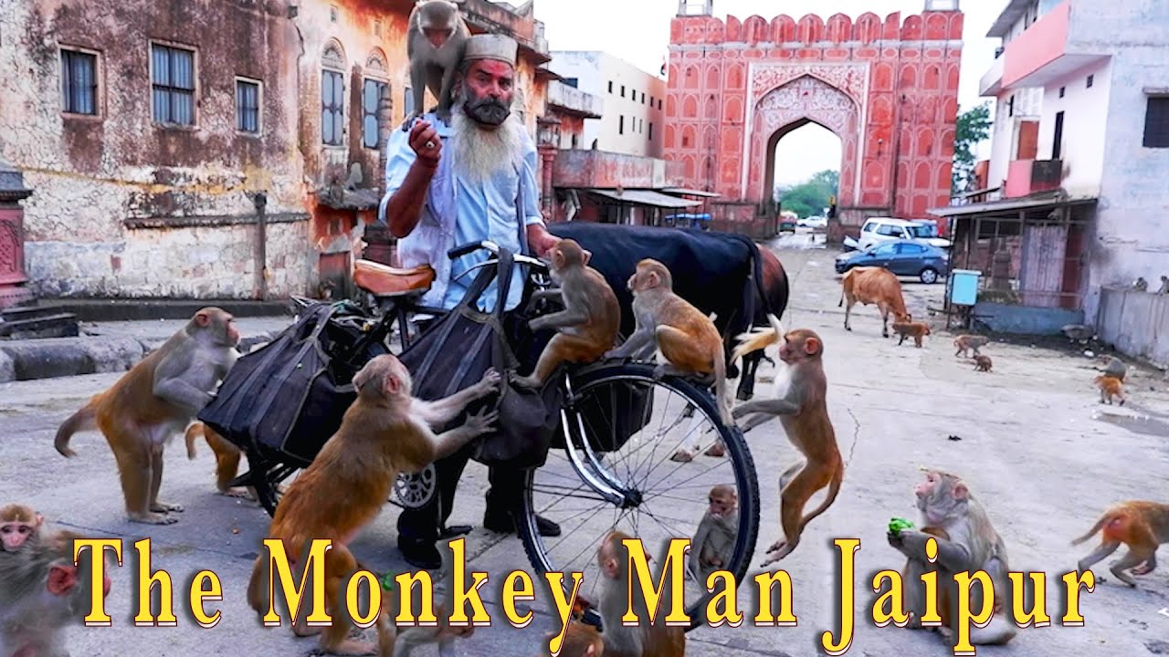 The Monkey Man Jaipur, Rajasthan
