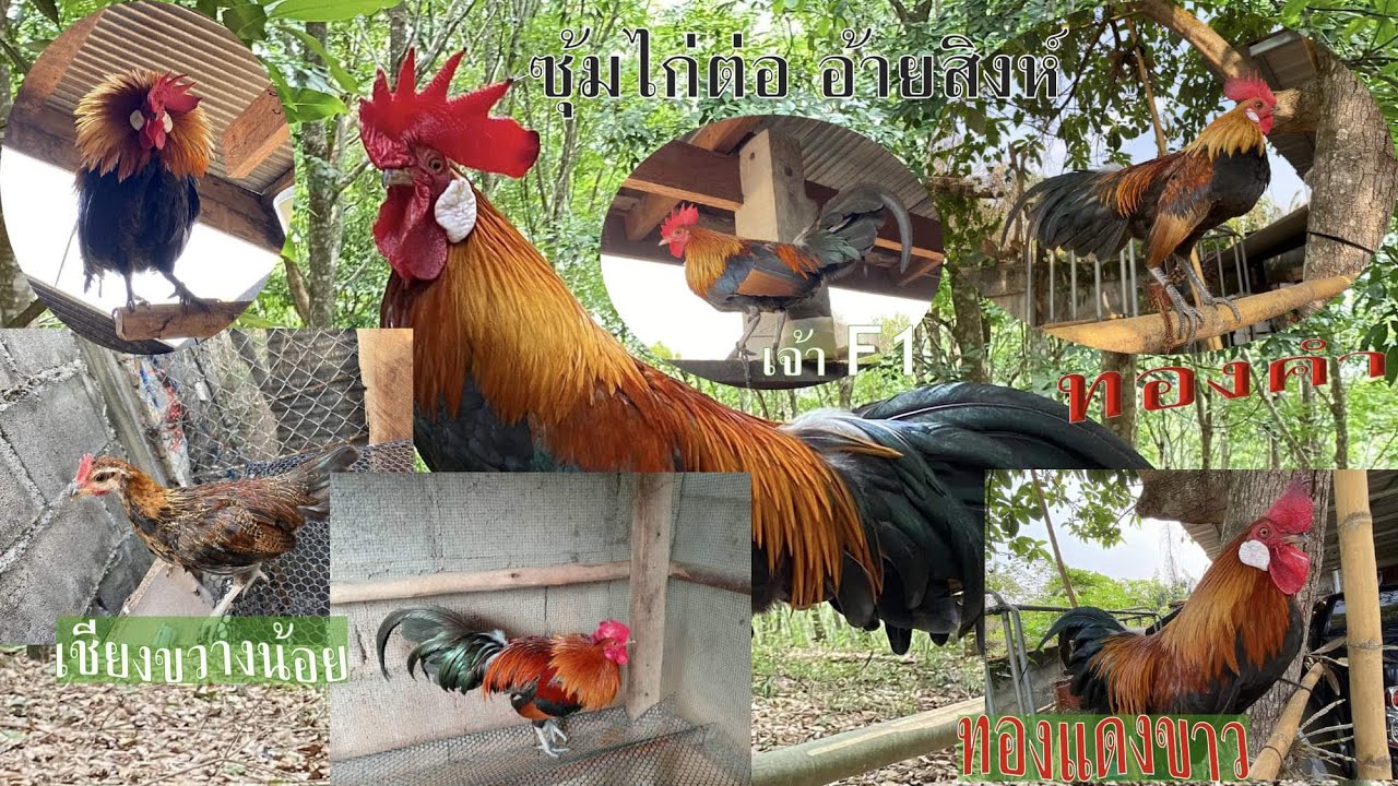 เพาะชุดใหม่ปีนี้ #ไก่ต่อ #ไก่ตั้ง  #เจ้าทองแดงขาว
