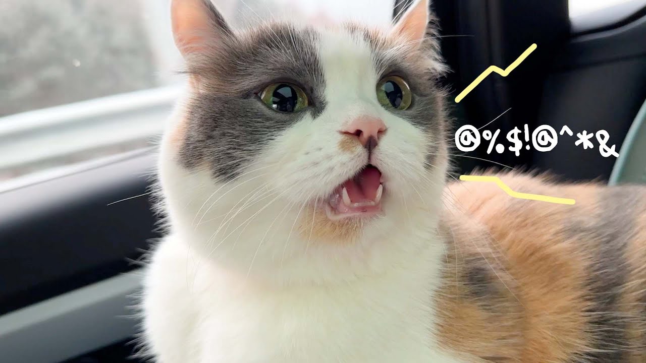 드라이브 오랜만이라 신나서 말문 터진 고양이 [트라우마 극복 여행 ep.1]