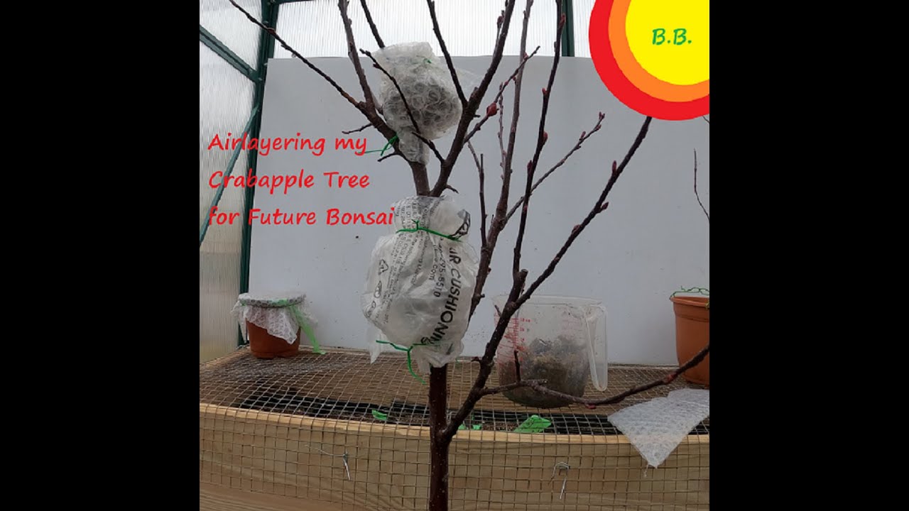 Air Layering my Crab apple Tree #bonsaiusa #bonsaipa #bonsai