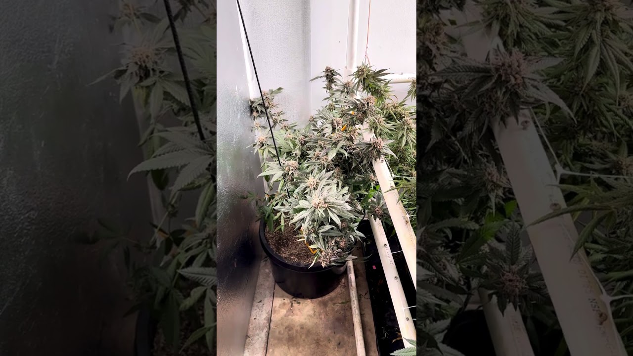 Raw Garden Week Nine Of Flower