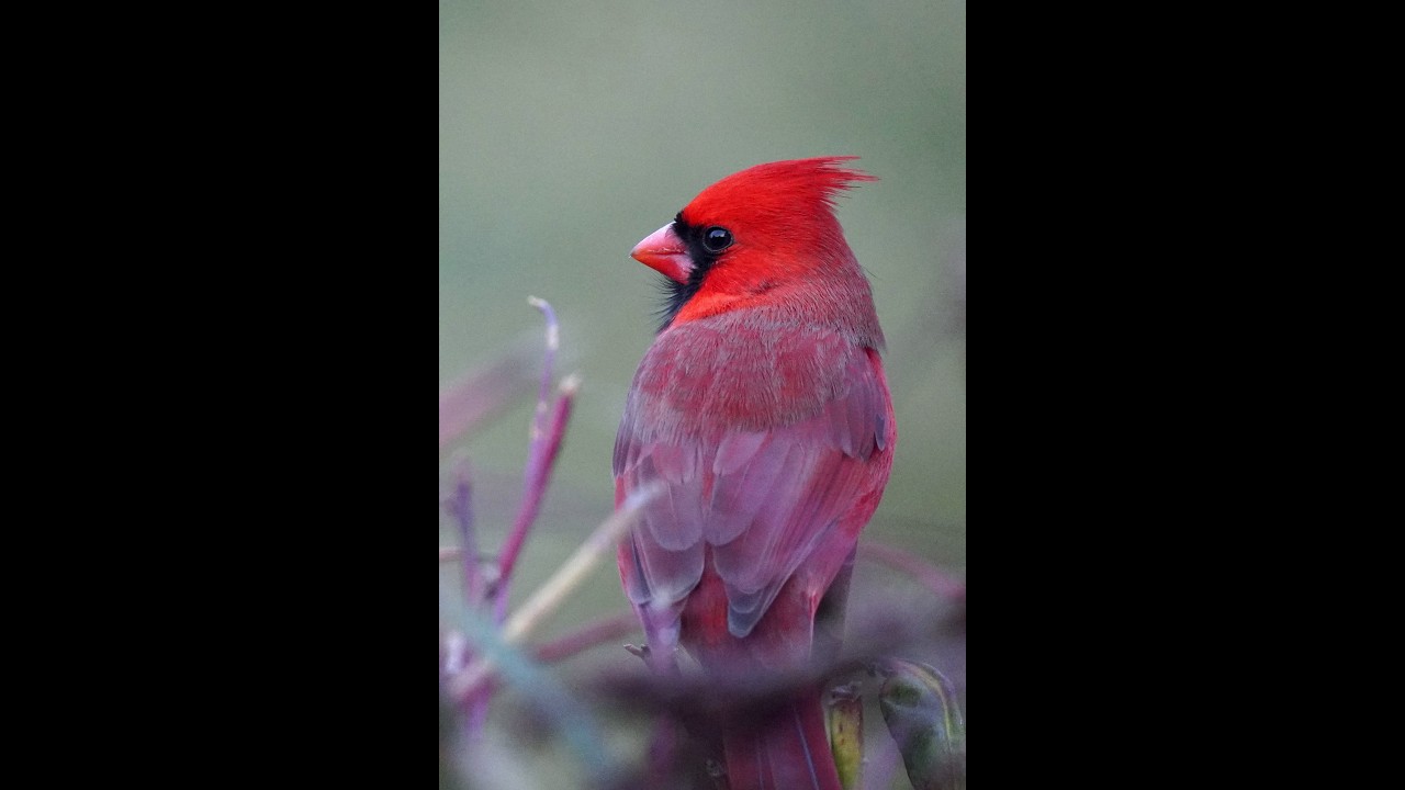Colors Of The Wind - The Beauty of Birds