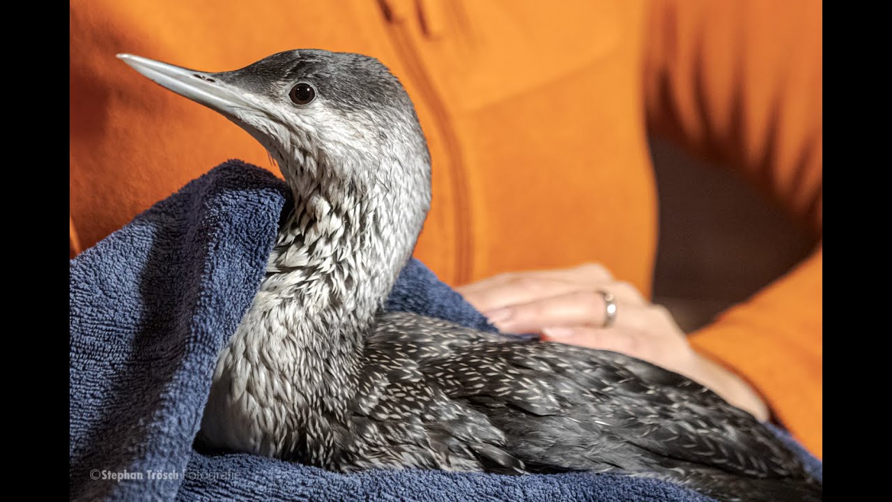 Ein STERNTAUCHER zu Besuch bei der Station f&uuml;r Vogelpflege Guntmadingen SH