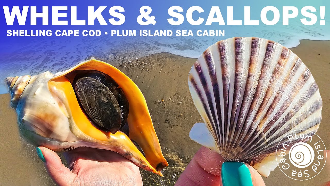 BIG Shell finds! | Whelks & Scallop Shells | Cold Water Shelling Cape Cod Ma | @PlumIslandSeaCabin