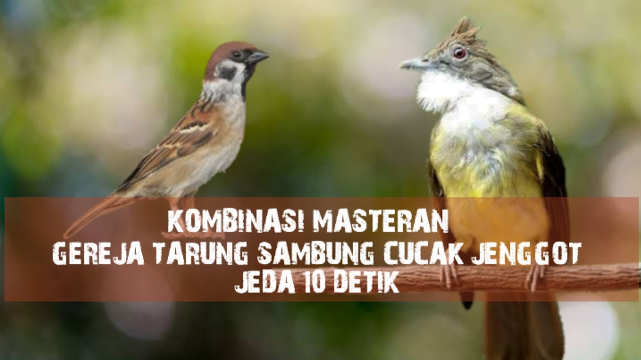 Kombinasi Masteran | Gereja Tarung Sambung Cucak Jenggot Full Besetan 