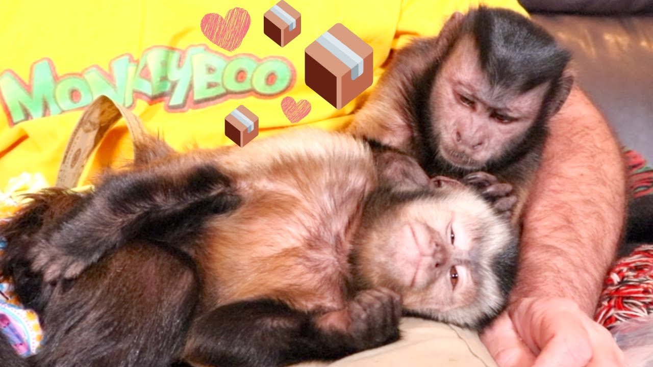 Capuchin Monkey Opens Mail With His Girlfriend! (INTERNATIONAL MAIL)