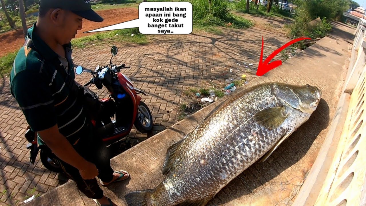 Menegangkan..!! Kakap Monster Tiba Tiba Muncul Di Bawah Botol Minuman Hitungan Detik Auto Meledak