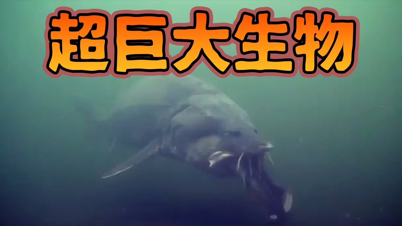 巨大生物オオチョウザメが怖すぎる【解説動画】