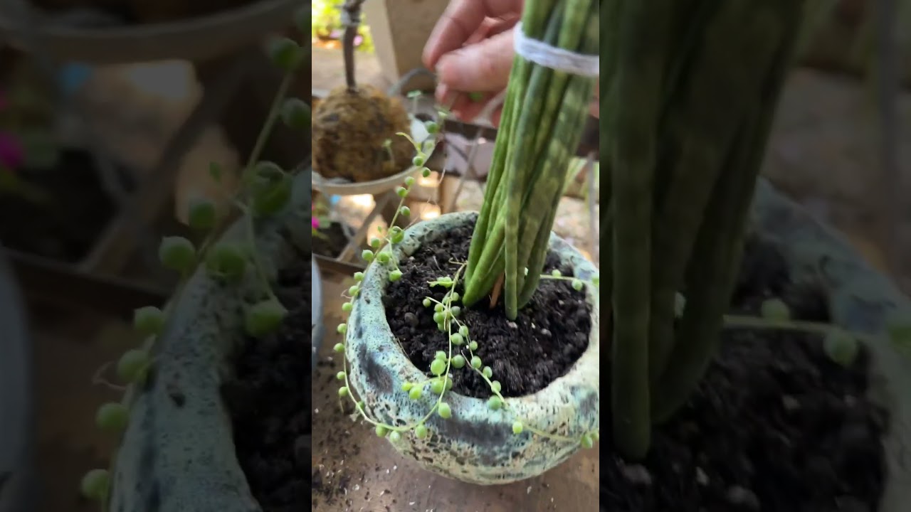 Reforma do vaso de Lan&ccedil;a + Colar de p&eacute;rolas #vilaninatv #urbanjungle #suculentas