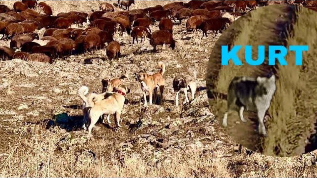TEK KALAN KURT BİR ANDA DENK GELDİ-BU KIRMIZI KÖPEKLER FENA (28.gün)