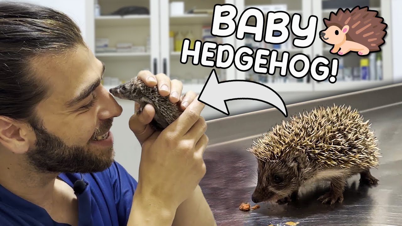 MAI MICI DECAT UN DEGET! (Cresterea unui pui de arici adorabil!)