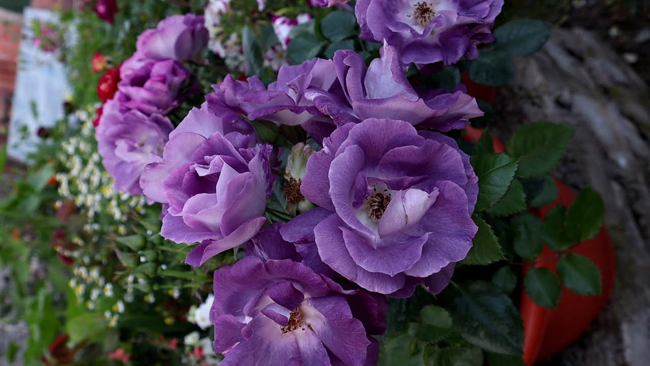 Cómo sembrar semillas de rosales - germinar - rosas