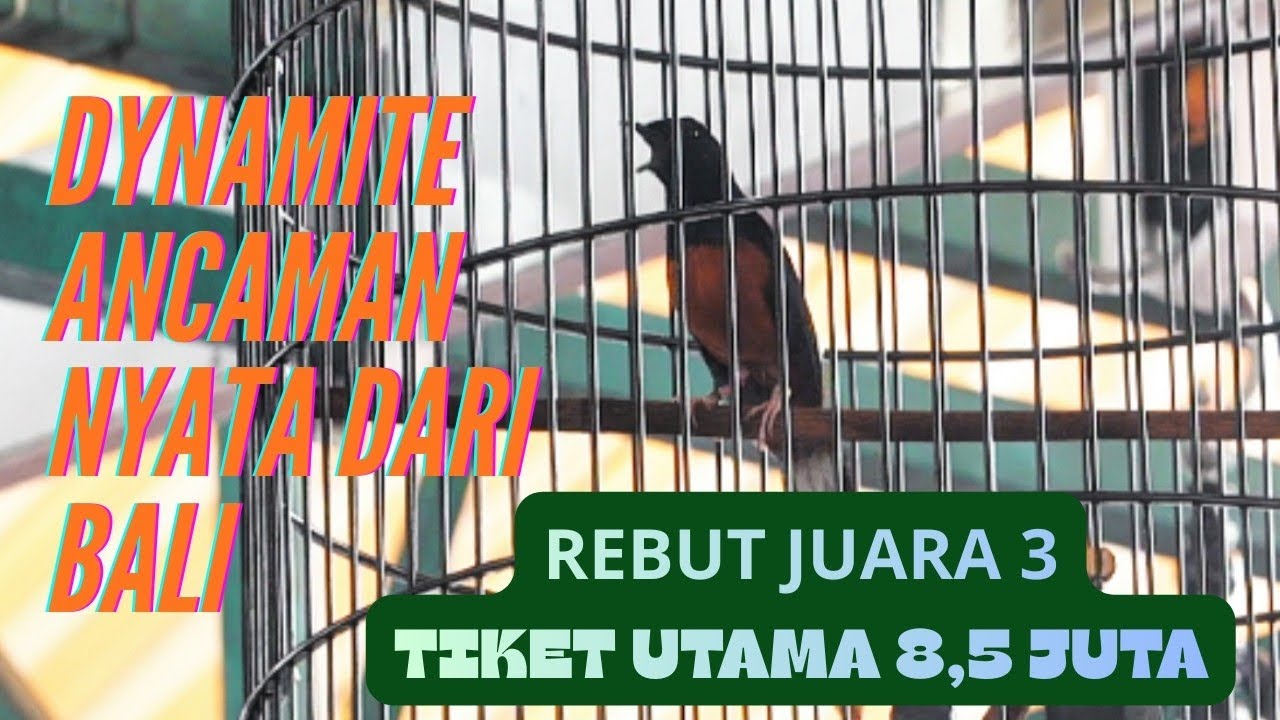 GAYA TARUNG NEKAN LAWAN‼️ DYNAMITE BUKTIKAN KUALITASNYA DI PIALA CEO PRASASTI