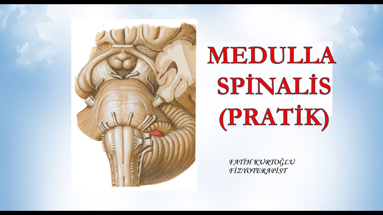 MEDULLA SPİNALİS-PRATİK | Nöroanatomi Konu Anlatımı -3