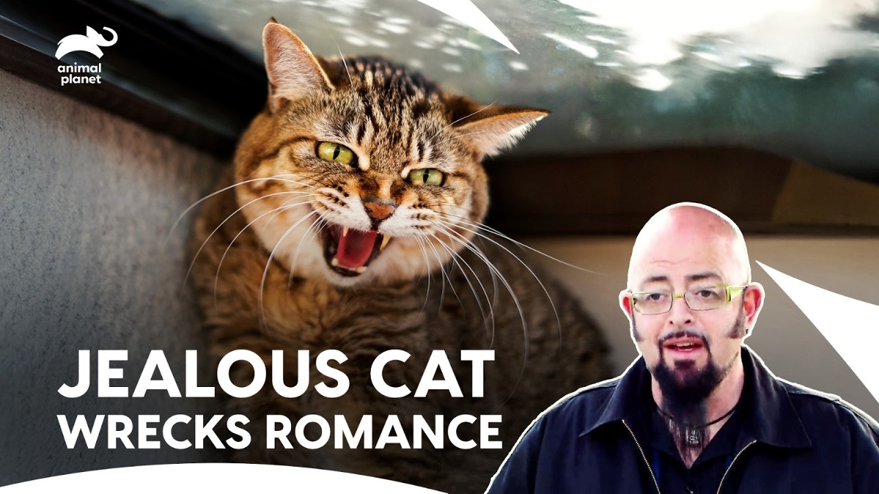 Wedding Plans Threatened by Jealous and Angry Cats | My cat From Hell S4 E10,11,12 | Animal Planet