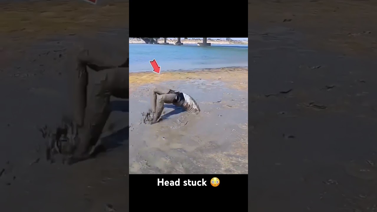 Head stuck in the mud 😳 