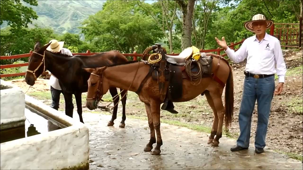 ENSILLAR UNA MULA Y MULAS DE VAQUER&Iacute;A