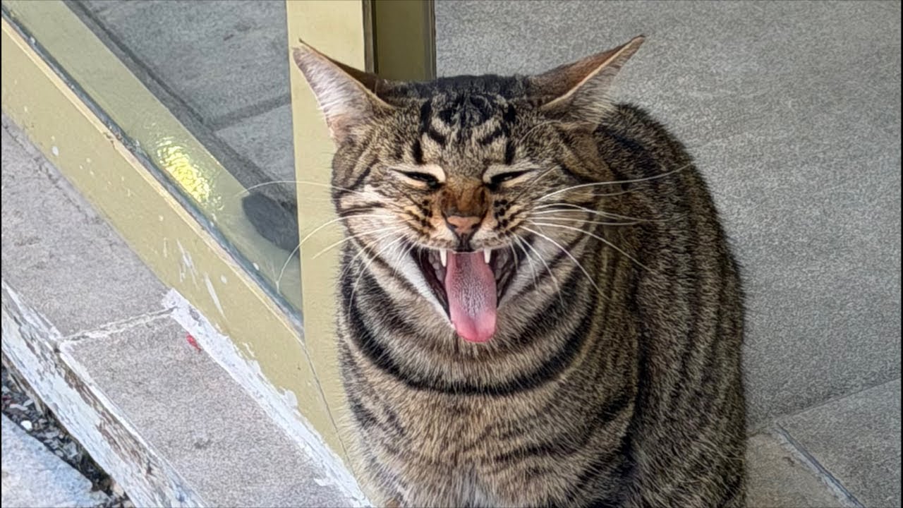 Finding and rating MORE IRL loafs + feeding strays (streaming till my phone dies or I do 😼)