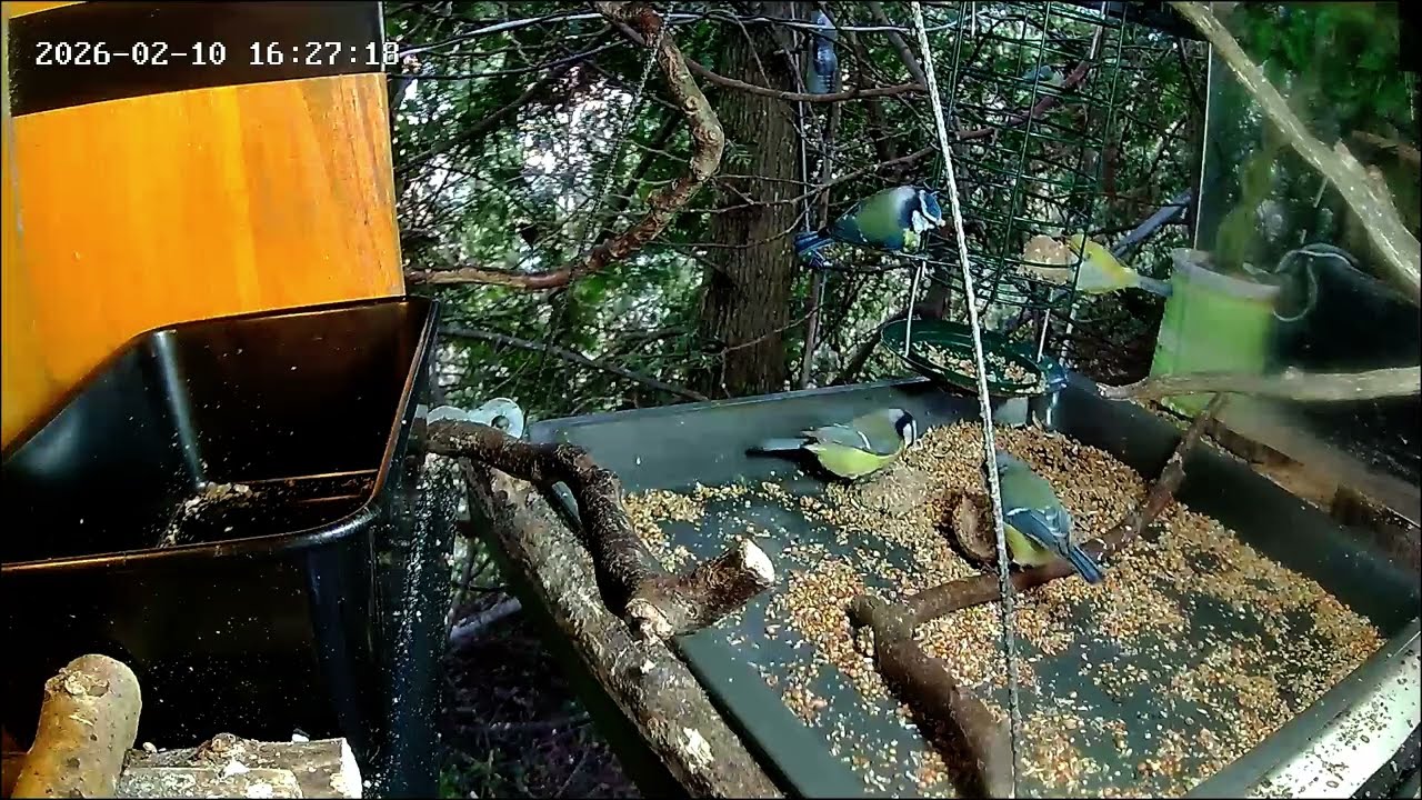 Ruhiger später Nachmittag an der Nuss-Tanke, Kohlmeise letzter Gast (10.02.2026)