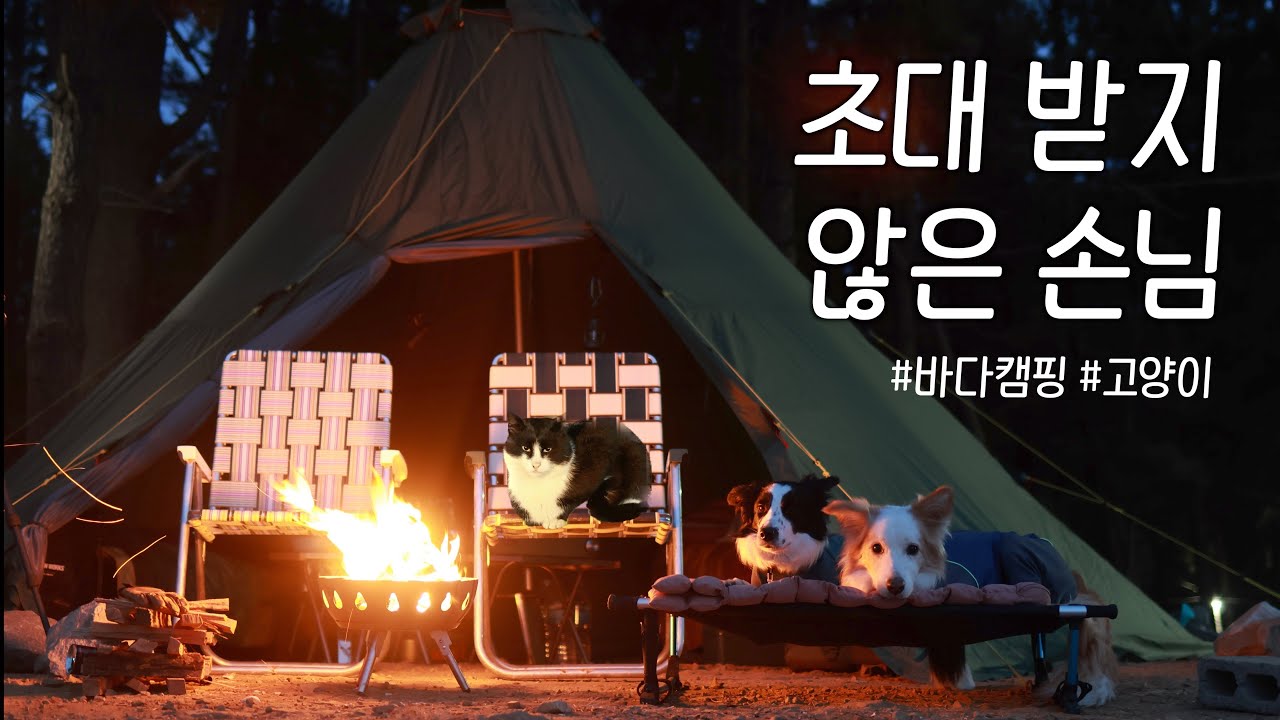 고양이가 텐트에 들어왔는데 세상 모르고 자는 강아지들