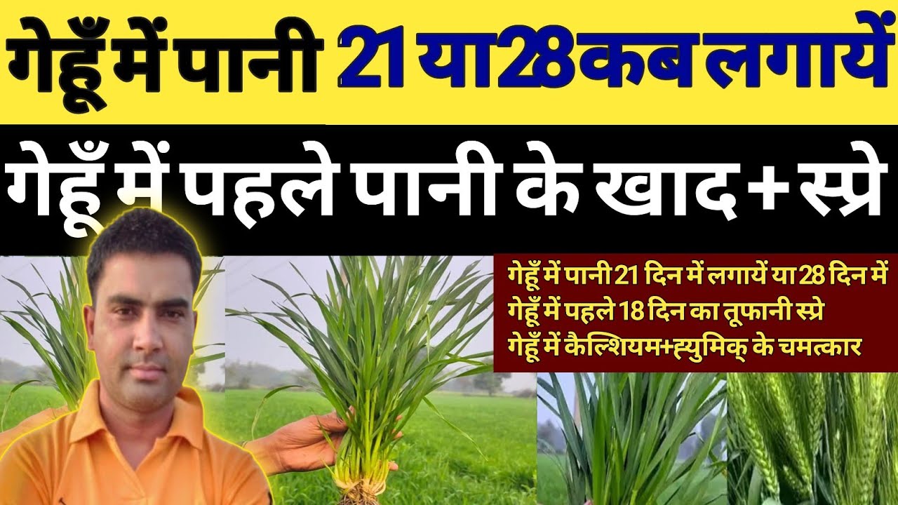 गेहूँ में पानी कब लगायें | गेहूँ में कैल्शियम के चमत्कार | गेहूँ में पानी 21 दिन में या 28 में | 