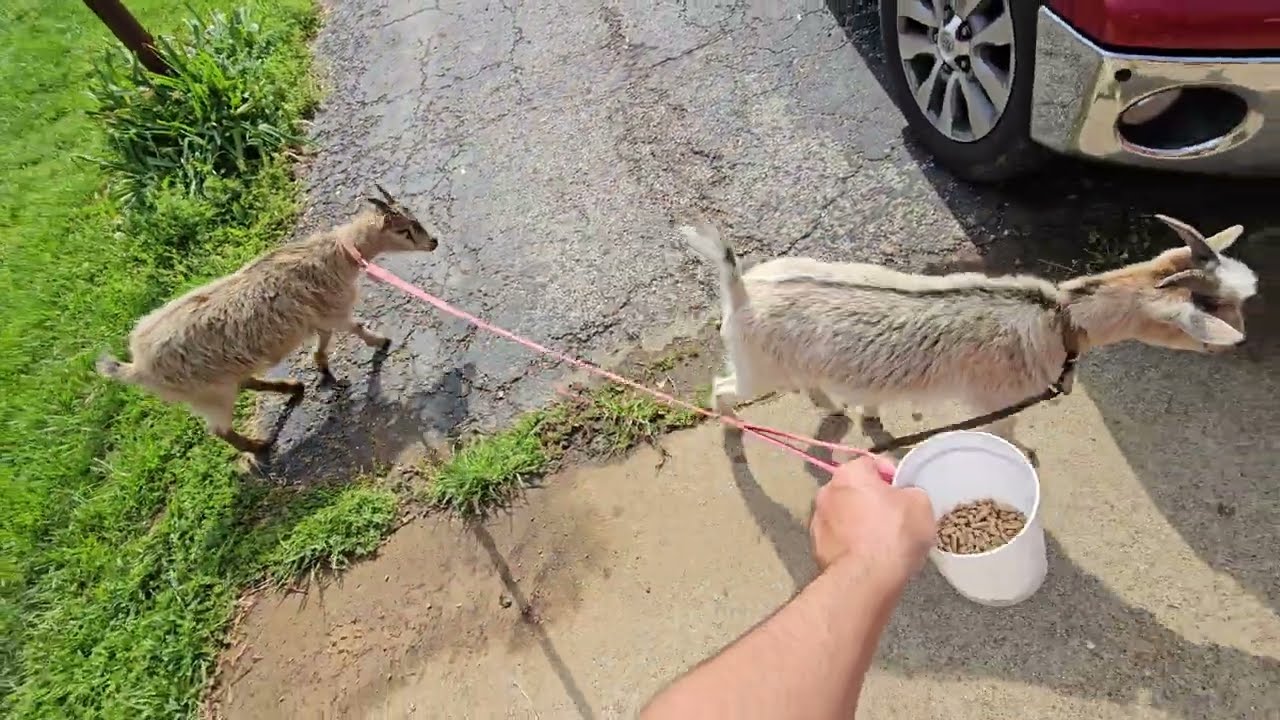 The Goats are Escaping!