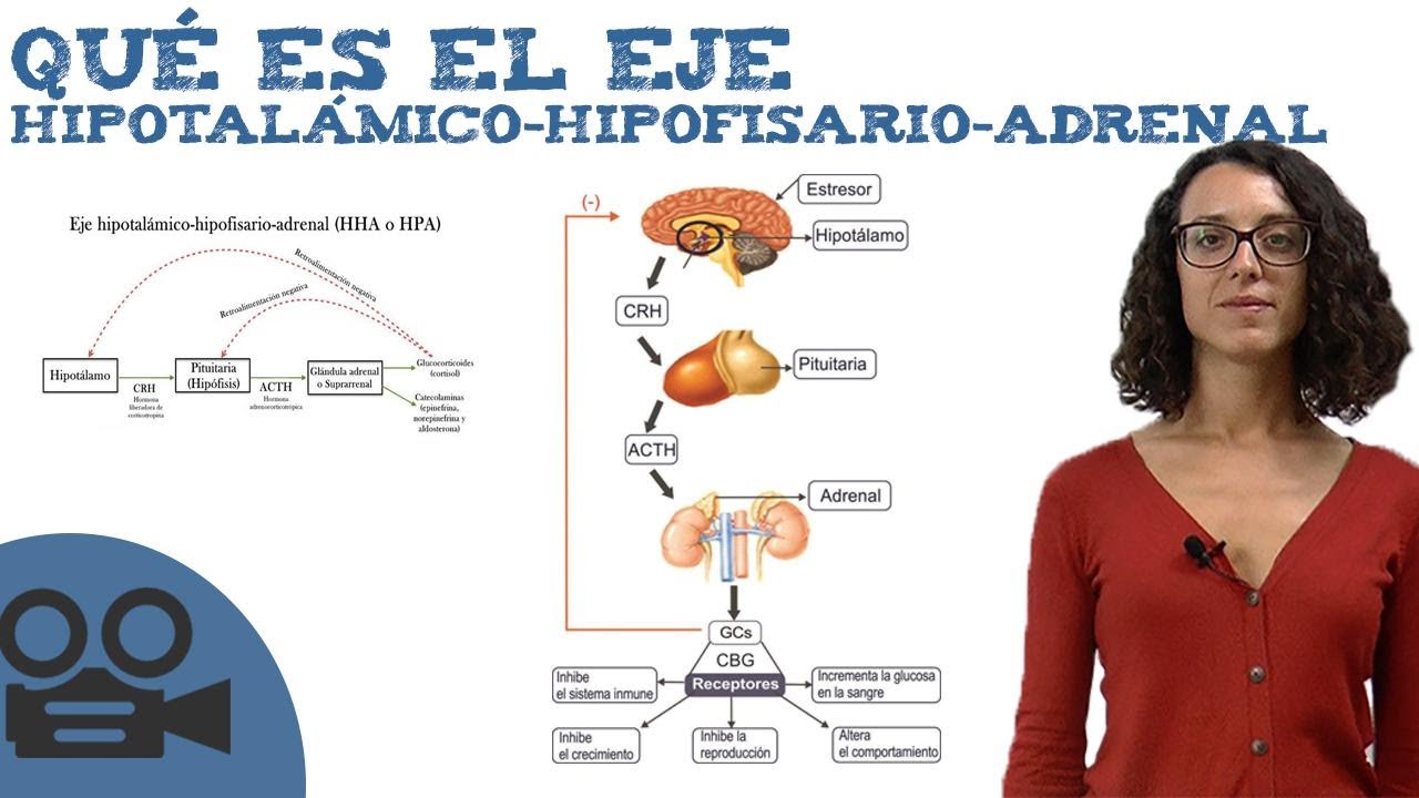Qué es el Eje hipotalámico-hipofisario-adrenal