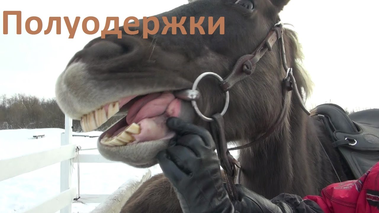 Как эффективнее управлять лошадью. Полуодёржки.