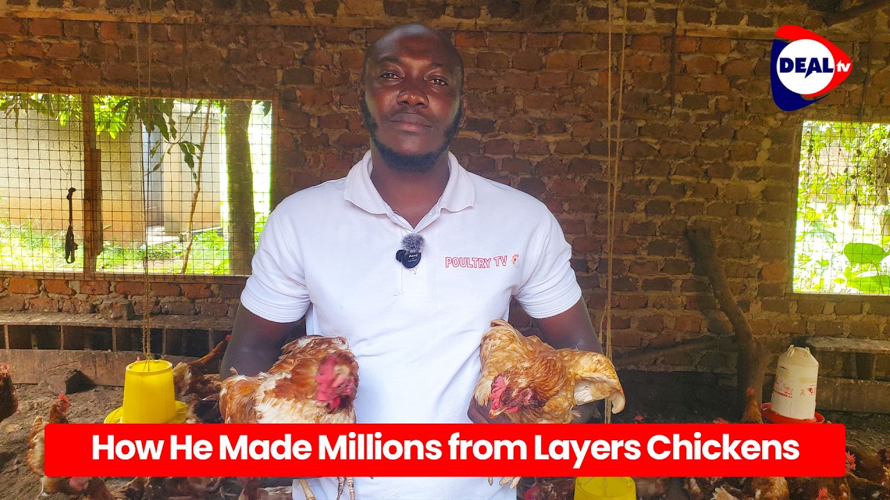 How to Make 5 Million Monthly from Poultry Farming | Proven Tips to Maximize Profits in Poultry