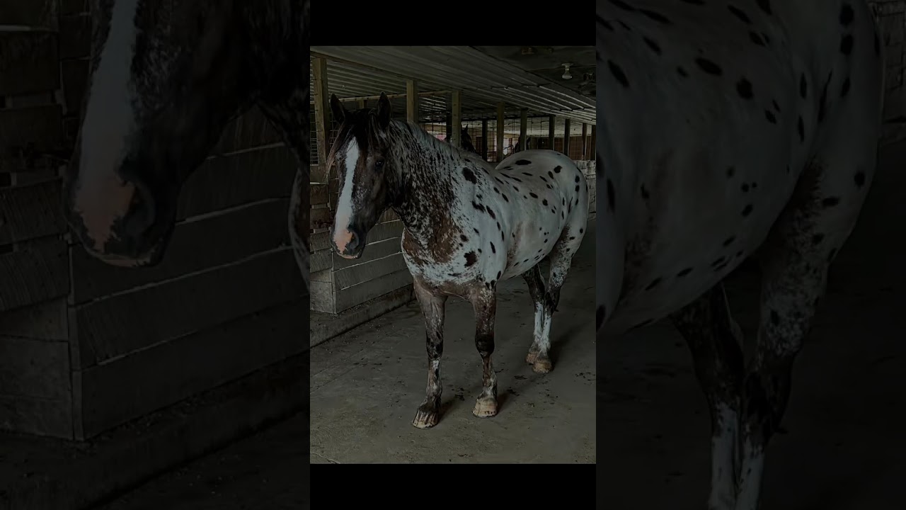 Yahtzee 4 Year Old Appaloosa/Percheron Gelding 