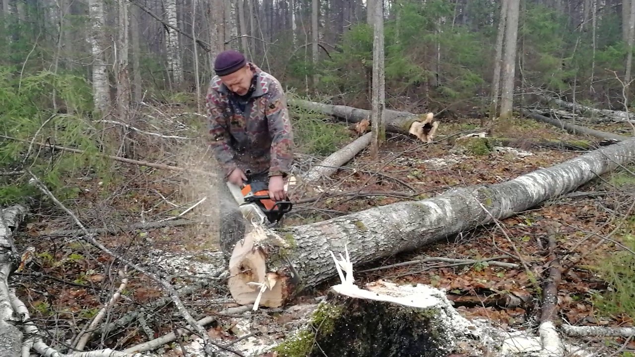 Валим лес