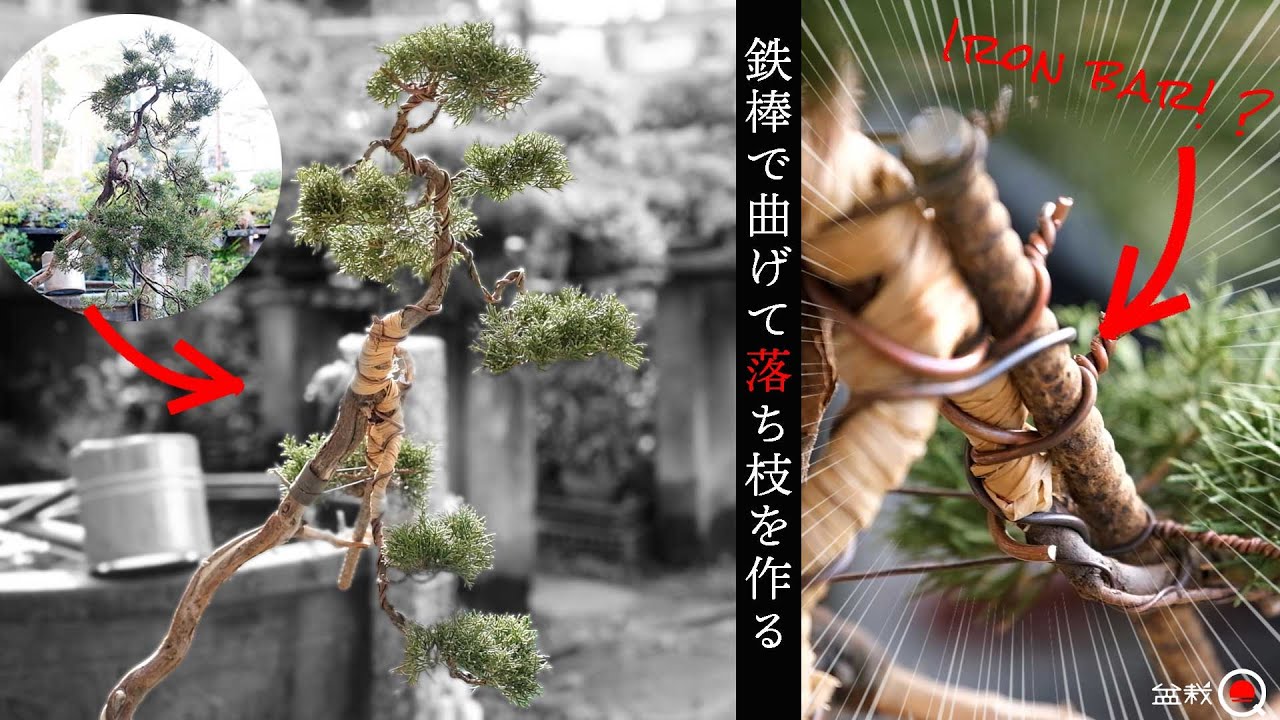 【真柏】鉄棒で曲げろ！文人木に重要な「落ち枝」を作る。～ヒルマ流40分SP～【盆栽Q】