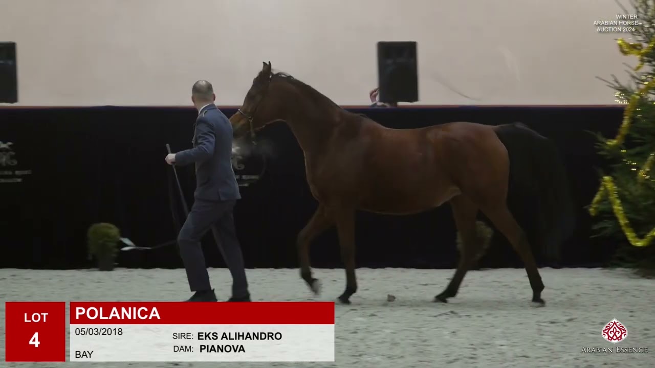 Winter Arabian Horse Auction 2024