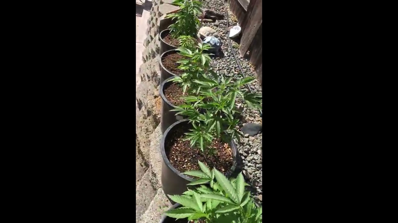 Outdoor medical marijuana grow 2017: Update 1